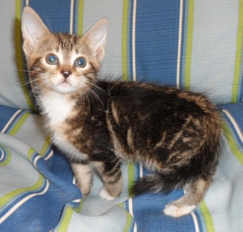 Blinkin, an adoptable Domestic Short Hair in Americus, GA, 31709 | Photo Image 1