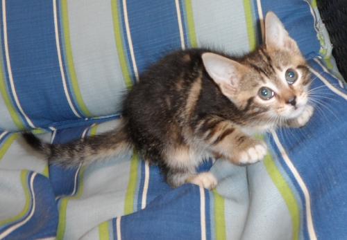 Blinkin, an adoptable Domestic Short Hair in Americus, GA, 31709 | Photo Image 2