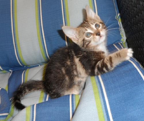 Blinkin, an adoptable Domestic Short Hair in Americus, GA, 31709 | Photo Image 3