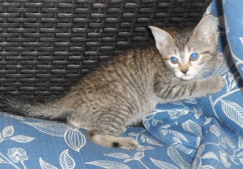 Nod, an adoptable Domestic Short Hair in Americus, GA, 31709 | Photo Image 1