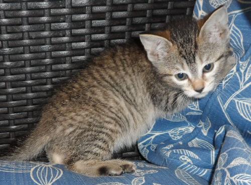 Nod, an adoptable Domestic Short Hair in Americus, GA, 31709 | Photo Image 2