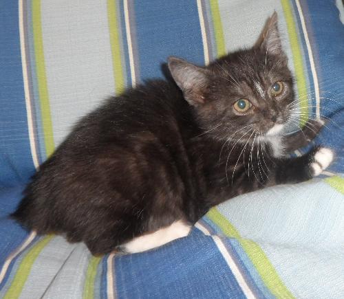 Draco, an adoptable Domestic Medium Hair in Americus, GA, 31709 | Photo Image 1