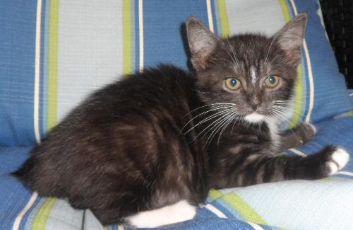 Draco, an adoptable Domestic Medium Hair in Americus, GA, 31709 | Photo Image 2