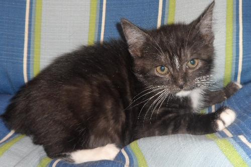 Draco, an adoptable Domestic Medium Hair in Americus, GA, 31709 | Photo Image 3