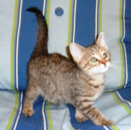 Alice, an adoptable Domestic Medium Hair in Americus, GA, 31709 | Photo Image 1