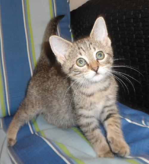 Alice, an adoptable Domestic Medium Hair in Americus, GA, 31709 | Photo Image 2