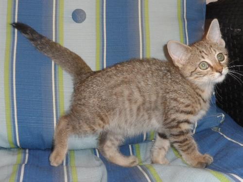 Alice, an adoptable Domestic Medium Hair in Americus, GA, 31709 | Photo Image 3