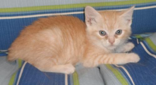 Cinderella, an adoptable Domestic Medium Hair in Americus, GA, 31709 | Photo Image 1