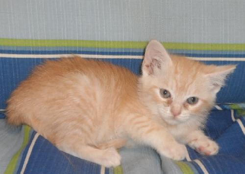 Cinderella, an adoptable Domestic Medium Hair in Americus, GA, 31709 | Photo Image 2