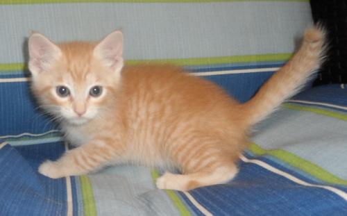 Artemis, an adoptable Domestic Medium Hair in Americus, GA, 31709 | Photo Image 1