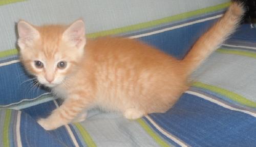 Artemis, an adoptable Domestic Medium Hair in Americus, GA, 31709 | Photo Image 2