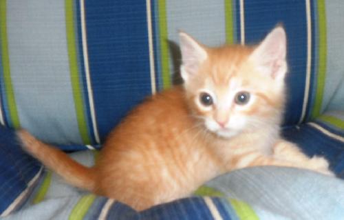 Artemis, an adoptable Domestic Medium Hair in Americus, GA, 31709 | Photo Image 3