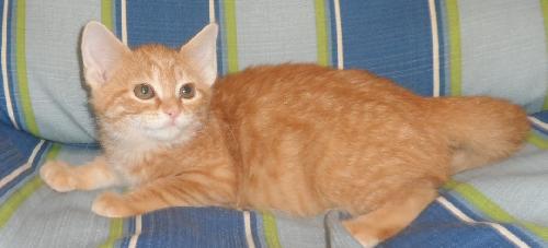 Bam Bam, an adoptable Domestic Medium Hair in Americus, GA, 31709 | Photo Image 1