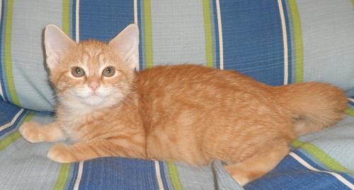 Bam Bam, an adoptable Domestic Medium Hair in Americus, GA, 31709 | Photo Image 2