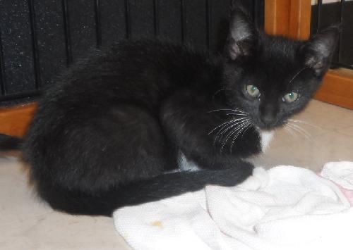 Sam, an adoptable Domestic Short Hair in Americus, GA, 31709 | Photo Image 1