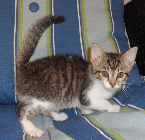 Arista, an adoptable Domestic Medium Hair in Americus, GA, 31709 | Photo Image 1