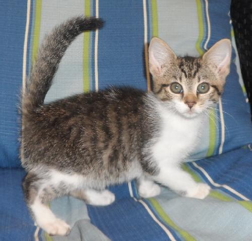 Arista, an adoptable Domestic Medium Hair in Americus, GA, 31709 | Photo Image 2