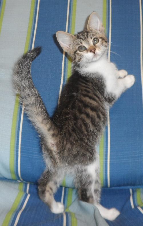 Arista, an adoptable Domestic Medium Hair in Americus, GA, 31709 | Photo Image 3