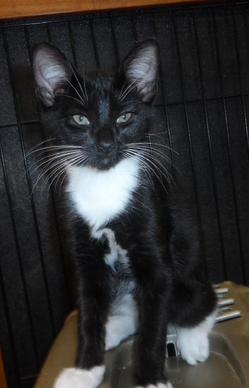 Tipsy, an adoptable Domestic Short Hair in Americus, GA, 31709 | Photo Image 1