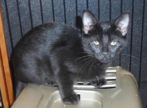 Payne, an adoptable Domestic Short Hair in Americus, GA, 31709 | Photo Image 1