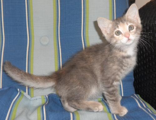 Mouzer, an adoptable Domestic Medium Hair in Americus, GA, 31709 | Photo Image 1