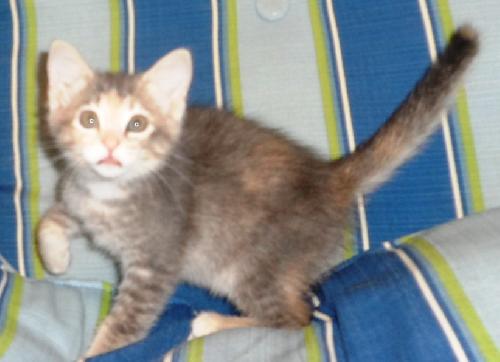 Mouzer, an adoptable Domestic Medium Hair in Americus, GA, 31709 | Photo Image 2