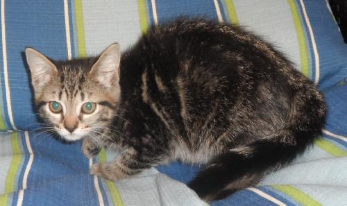 Scruffy, an adoptable Domestic Medium Hair in Americus, GA, 31709 | Photo Image 1