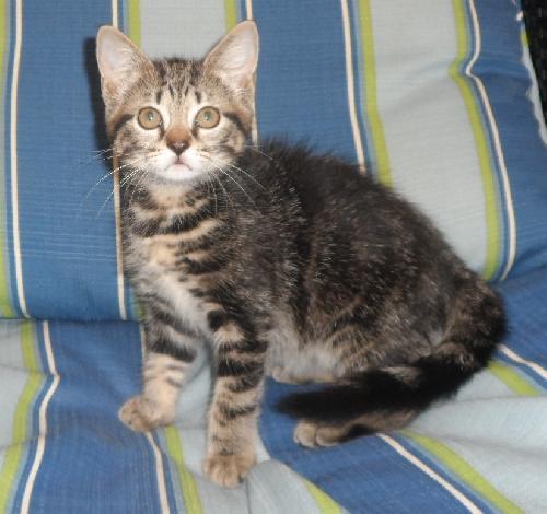 Scruffy, an adoptable Domestic Medium Hair in Americus, GA, 31709 | Photo Image 2