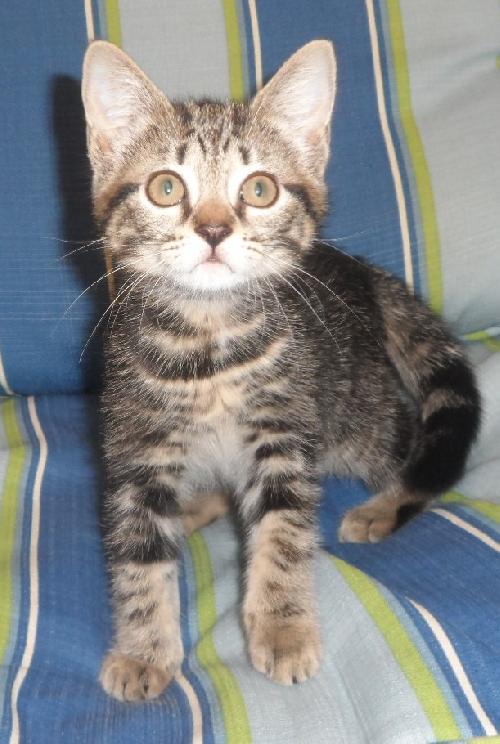 Scruffy, an adoptable Domestic Medium Hair in Americus, GA, 31709 | Photo Image 3