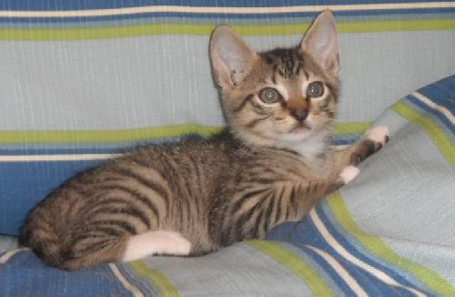 Holloway, an adoptable Domestic Short Hair in Americus, GA, 31709 | Photo Image 1