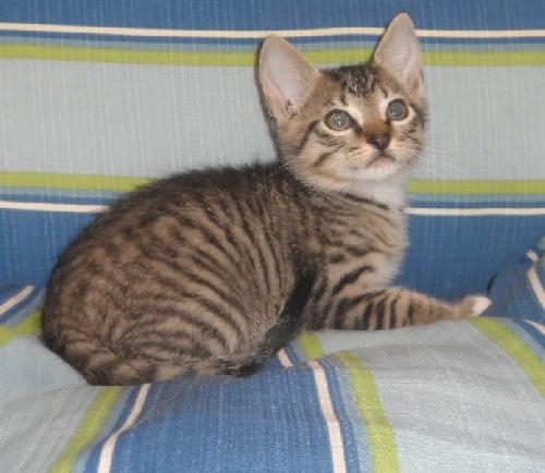 Holloway, an adoptable Domestic Short Hair in Americus, GA, 31709 | Photo Image 2