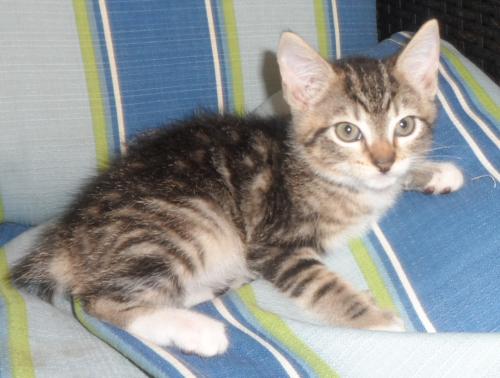 Seneca, an adoptable Domestic Medium Hair in Americus, GA, 31709 | Photo Image 1