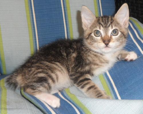 Seneca, an adoptable Domestic Medium Hair in Americus, GA, 31709 | Photo Image 2