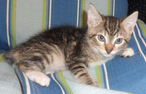 Seneca, an adoptable Domestic Medium Hair in Americus, GA, 31709 | Photo Image 3