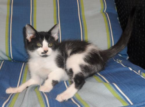 Puff, an adoptable Domestic Medium Hair in Americus, GA, 31709 | Photo Image 1