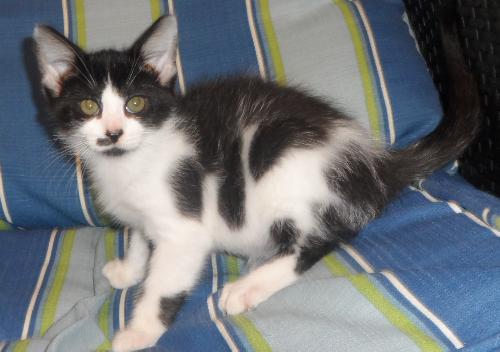 Puff, an adoptable Domestic Medium Hair in Americus, GA, 31709 | Photo Image 2