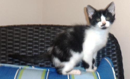 Puff, an adoptable Domestic Medium Hair in Americus, GA, 31709 | Photo Image 3