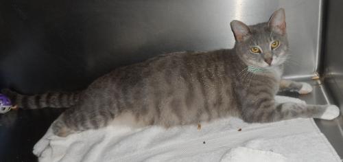 Mindy, an adoptable Domestic Medium Hair in Americus, GA, 31709 | Photo Image 1