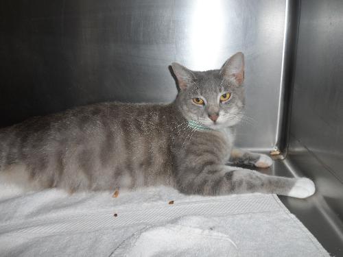 Mindy, an adoptable Domestic Medium Hair in Americus, GA, 31709 | Photo Image 2