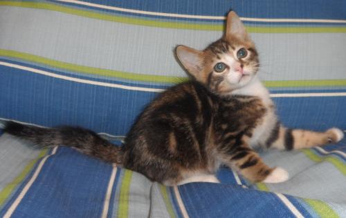 Stefan, an adoptable Domestic Medium Hair in Americus, GA, 31709 | Photo Image 1