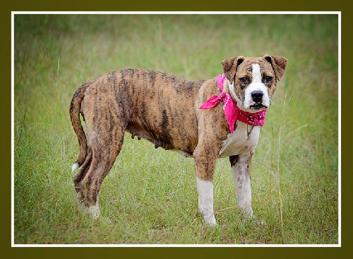 Evie, an adoptable American Bulldog in Americus, GA, 31709 | Photo Image 2