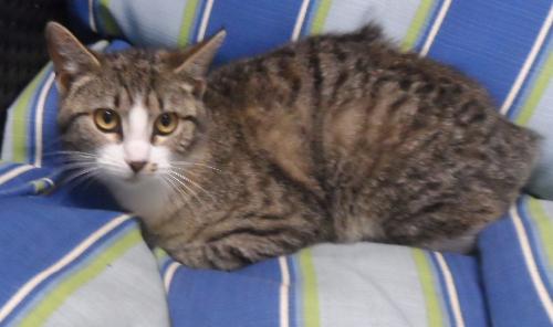 Bootsie, an adoptable Domestic Medium Hair in Americus, GA, 31709 | Photo Image 1