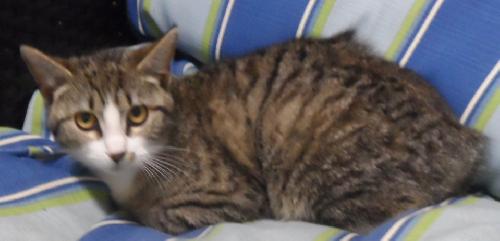 Bootsie, an adoptable Domestic Medium Hair in Americus, GA, 31709 | Photo Image 2