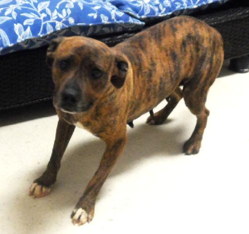 Jen, an adoptable American Bulldog in Americus, GA, 31709 | Photo Image 2