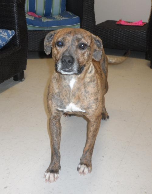 Jen, an adoptable American Bulldog in Americus, GA, 31709 | Photo Image 3