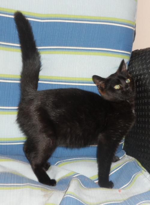 Satin, an adoptable Domestic Medium Hair in Americus, GA, 31709 | Photo Image 1