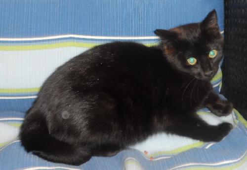 Satin, an adoptable Domestic Medium Hair in Americus, GA, 31709 | Photo Image 2