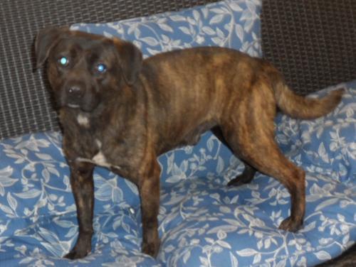 Allister, an adoptable American Bulldog in Americus, GA, 31709 | Photo Image 2