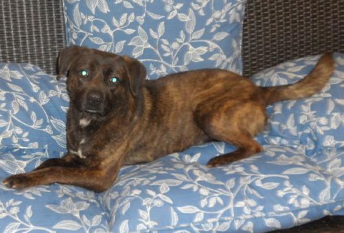 Allister, an adoptable American Bulldog in Americus, GA, 31709 | Photo Image 3