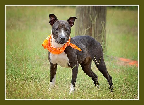 Blanca, an adoptable American Bulldog in Americus, GA, 31709 | Photo Image 2